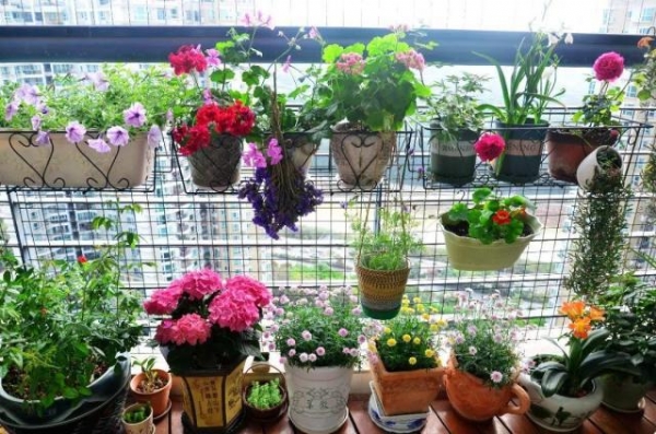 養(yǎng)花的5個(gè)好處,堪比人生財(cái)富,賺大了!